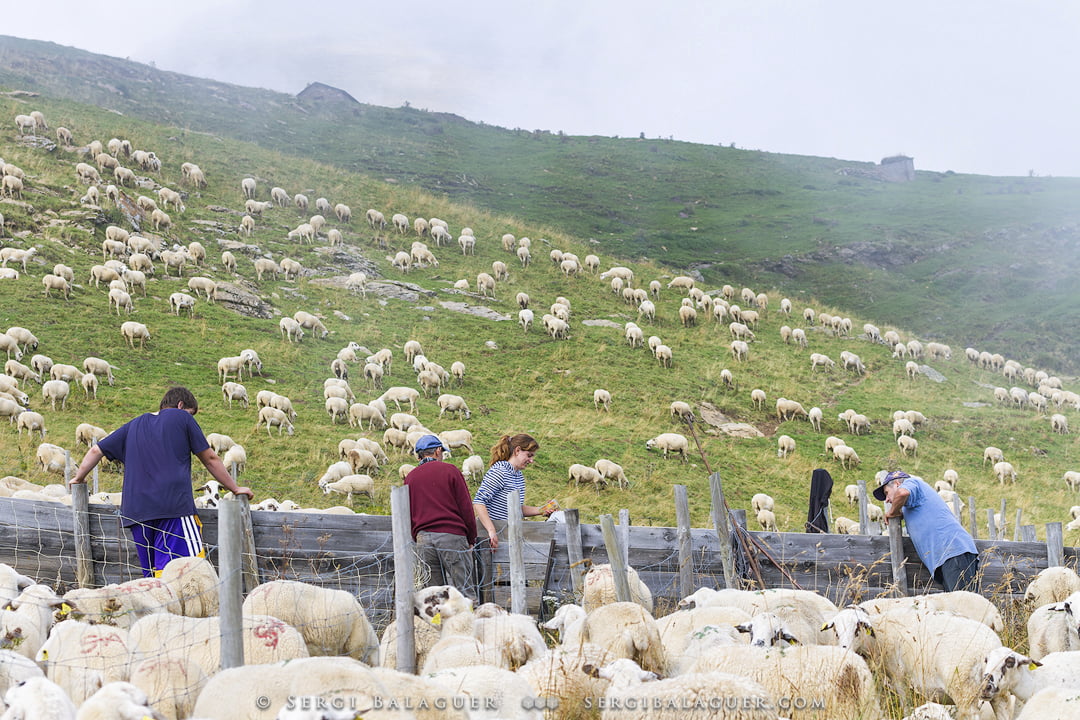 Los cercados y espacios se van llenando con las ovejas Los cercados y espacios se van llenando con las ovejas