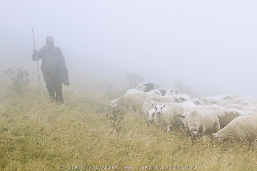 El pastor en la niebla Pastor entre la niebla en alta montaña con rebaño de ovejas sobre hierba dorada.